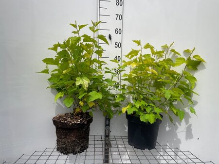 Physocarpus opulif. 'Dart's Gold' geen maat specificatie cont. 7,5L - afbeelding 1
