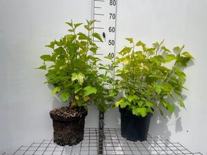 Physocarpus opulif. 'Dart's Gold' geen maat specificatie cont. 7,5L