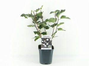 Physocarpus opulif. 'Diabolo' 30-40 cm cont. 2,0L - afbeelding 5