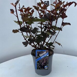 Physocarpus opulif. 'Diabolo' 30-40 cm cont. 2,0L - afbeelding 2