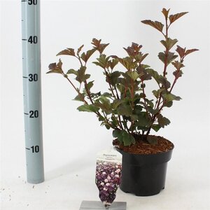 Physocarpus opulif. 'Diabolo' 30-40 cm cont. 2,0L - afbeelding 3