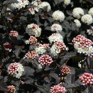 Physocarpus opulif. 'Diabolo' 30-40 cm cont. 2,0L - afbeelding 4