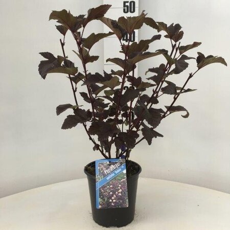 Physocarpus opulif. 'Diabolo' 30-40 cm cont. 2,0L