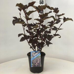 Physocarpus opulif. 'Diabolo' 30-40 cm cont. 2,0L