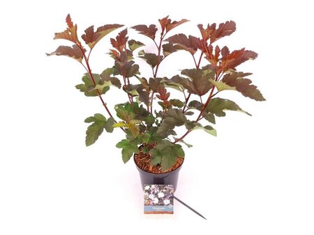 Physocarpus opulif. 'Diabolo' 30-40 cm cont. 3,0L
