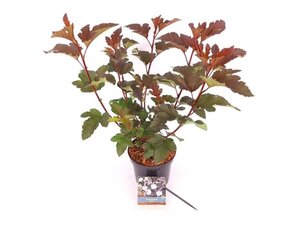 Physocarpus opulif. 'Diabolo' 30-40 cm cont. 3,0L