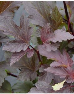 Physocarpus opulif. 'Diabolo' 40-50 cm cont. 2,5L