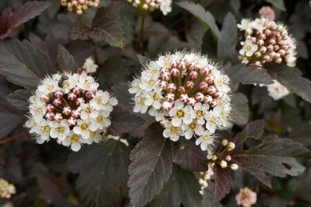 Physocarpus opulif. 'Diabolo' 40-60 cm cont. 3,0L - afbeelding 3