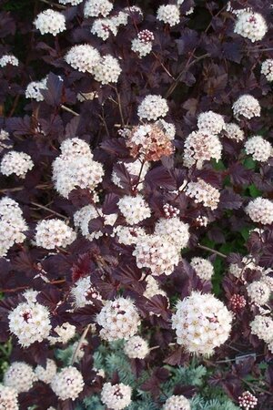 Physocarpus opulif. 'Diabolo' 60-80 cm wortelgoed 3-5 tak struik - afbeelding 2