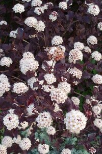 Physocarpus opulif. 'Diabolo' 60-80 cm wortelgoed 3-5 tak struik - afbeelding 2