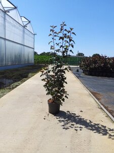 Physocarpus opulif. 'Diabolo' 80-100 cm cont. 10L - afbeelding 7