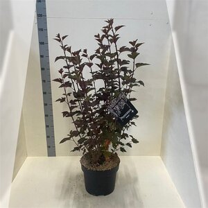 Physocarpus opulif. 'Diabolo' 80-100 cm cont. 10L - afbeelding 8