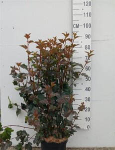 Physocarpus opulif. 'Diabolo' 80-100 cm cont. 10L - afbeelding 5