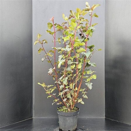 Physocarpus opulif. 'Diabolo' 80-100 cm cont. 10L - afbeelding 6