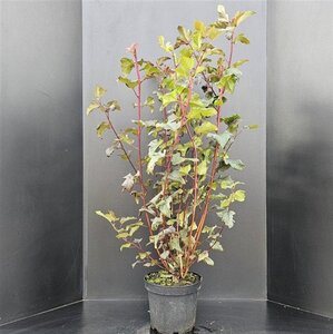 Physocarpus opulif. 'Diabolo' 80-100 cm cont. 10L - afbeelding 6