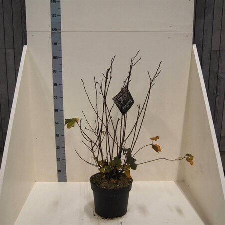 Physocarpus opulif. 'Diabolo' 80-100 cm cont. 10L - afbeelding 7