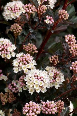 Physocarpus opulif. 'Diabolo' 80-100 cm cont. 10L - image 1