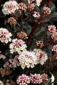 Physocarpus opulif. 'Diabolo' 80-100 cm cont. 10L