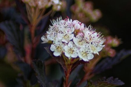 Physocarpus opulif. 'Diabolo' 80-100 cm cont. 10L - image 4