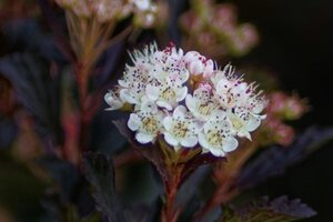 Physocarpus opulif. 'Diabolo' 80-100 cm cont. 10L - image 4