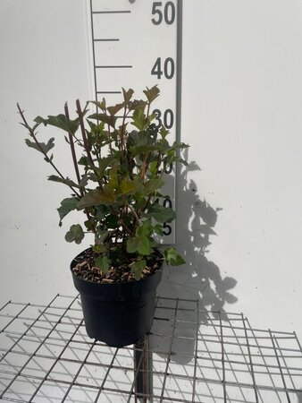 Physocarpus opulif. 'Diabolo' geen maat specificatie cont. 3,0L - afbeelding 3