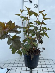 Physocarpus opulif. 'Diabolo' geen maat specificatie cont. 3,0L
