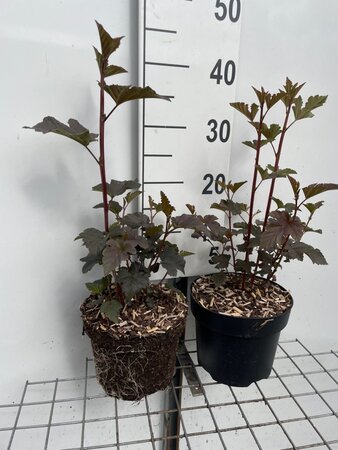 Physocarpus opulif. 'Diabolo' geen maat specificatie cont. 3,0L - afbeelding 2