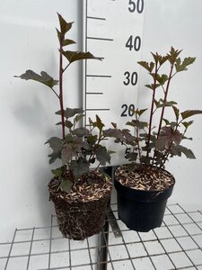 Physocarpus opulif. 'Diabolo' geen maat specificatie cont. 3,0L - afbeelding 2