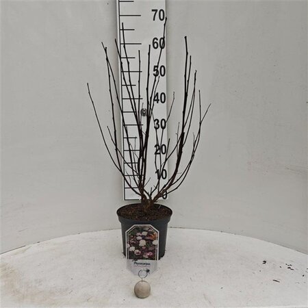 Physocarpus opulif. Diable d'Or 30-40 cm cont. 3,0L