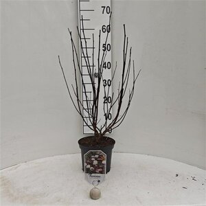 Physocarpus opulif. Diable d'Or 30-40 cm cont. 3,0L