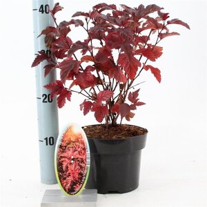 Physocarpus opulif. Little Angel 25-30 cm cont. 2,0L