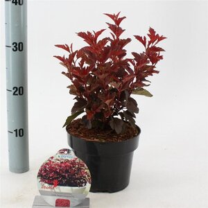 Physocarpus opulif. Little Angel 25-30 cm cont. 2,0L - afbeelding 2