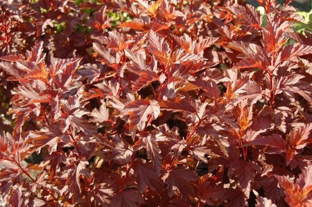 Physocarpus opulif. Little Angel 25-30 cm cont. 2,0L - afbeelding 3