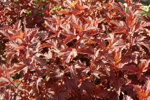 Physocarpus opulif. Little Angel 25-30 cm cont. 2,0L - afbeelding 3
