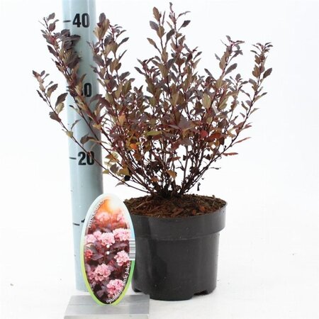 Physocarpus opulif. Little Joker 25-30 cm cont. 2,0L - afbeelding 1