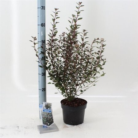 Physocarpus opulif. Little Joker 25-30 cm cont. 2,0L - afbeelding 2