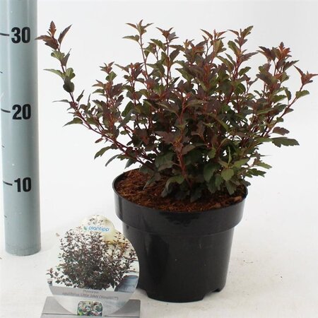 Physocarpus opulif. Little Joker 25-30 cm cont. 2,0L - afbeelding 3