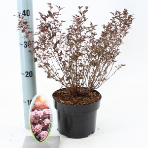 Physocarpus opulif. Little Joker 25-30 cm cont. 2,0L - afbeelding 4