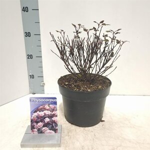 Physocarpus opulif. Little Joker 30-40 cm cont. 3,0L