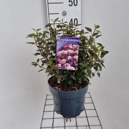 Physocarpus opulif. Little Joker 30-40 cm cont. 3,0L