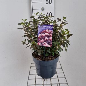 Physocarpus opulif. Little Joker 30-40 cm cont. 3,0L