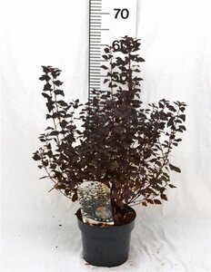 Physocarpus opulif. Little Joker 30-50 cm cont. 3,0L