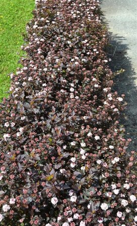 Physocarpus opulif. Little Joker 30-50 cm cont. 3,0L - afbeelding 2