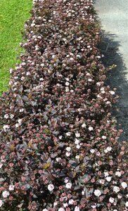 Physocarpus opulif. Little Joker 30-50 cm cont. 3,0L - afbeelding 2