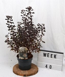 Physocarpus opulif. Little Joker 30-50 cm cont. 3,0L - afbeelding 3
