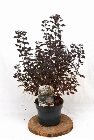 Physocarpus opulif. Little Joker 30-50 cm cont. 3,0L - afbeelding 4