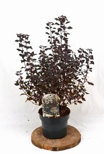 Physocarpus opulif. Little Joker 30-50 cm cont. 3,0L - afbeelding 4