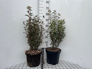 Physocarpus opulif. Little Joker geen maat specificatie cont. 7,5L