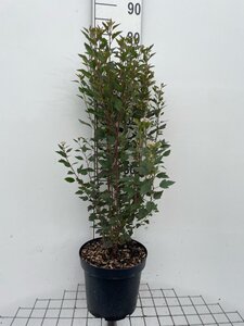 Physocarpus opulif. Little Joker geen maat specificatie cont. 7,5L - afbeelding 2