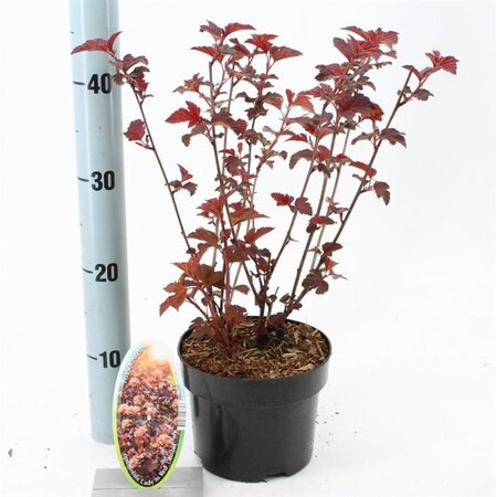 Physocarpus opulif. Lady in Red 30-40 cm cont. 2,0L - afbeelding 1